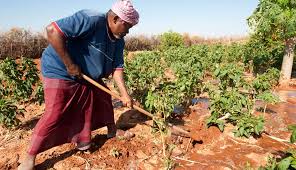 Agricultural Cooperatives Policy